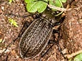 Carabus granulatus